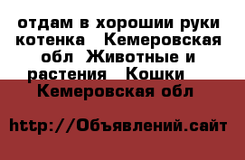 отдам в хорошии руки котенка - Кемеровская обл. Животные и растения » Кошки   . Кемеровская обл.